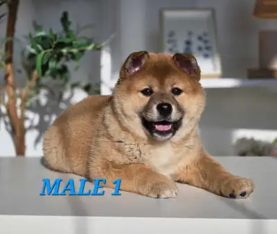 Shiba Inu Cross, View more