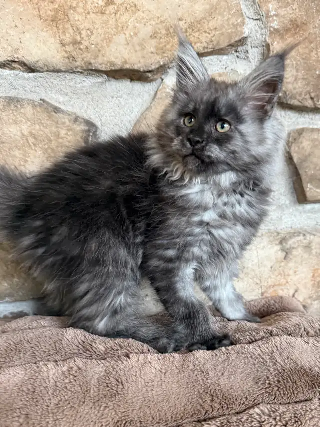 Chaton Maine Coon enregistré Tica extrêmement affectueux in Cats & Kittens for Rehoming in Québec City - Image 6