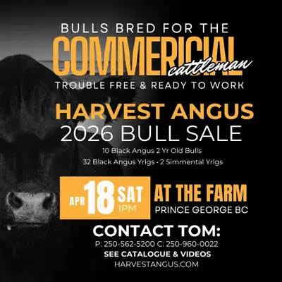 2026 Harvest Angus Bull Sale, View more