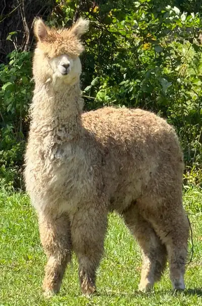 Male Alpacs , View more
