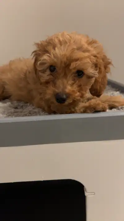 Adorable, healthy and smart mini poodle looking for new home. He will be your lovely and close frien...