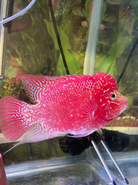 Price dropped Gb flowerhorn for sale