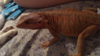 Fully equiped female bearded dragon
