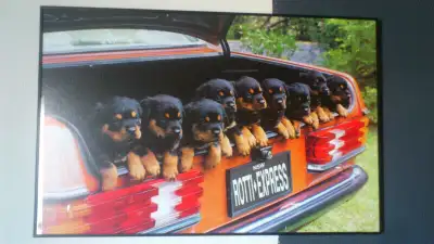 Rottweiler Collection For Sale comes from never smoked in house poster of pup's in trunk that had be...