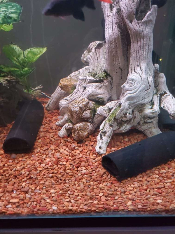 3D printed pleco breeding caves in Fish for Rehoming in Oshawa / Durham Region - Image 2