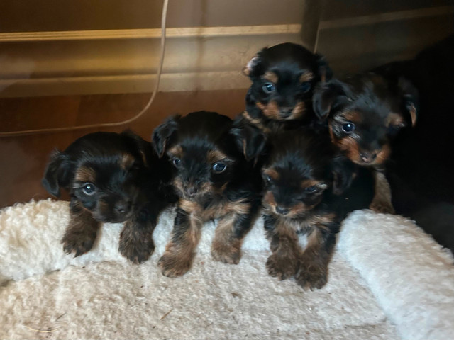Male Yorkie Puppy in Dogs & Puppies for Rehoming in Edmonton - Image 2
