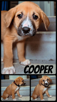 Collie/StBernard Puppies - 2 left