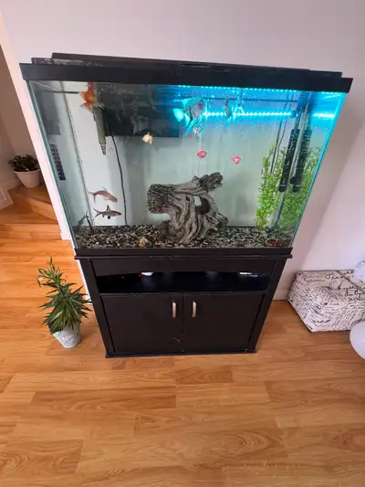 Pretty fishes, View more
