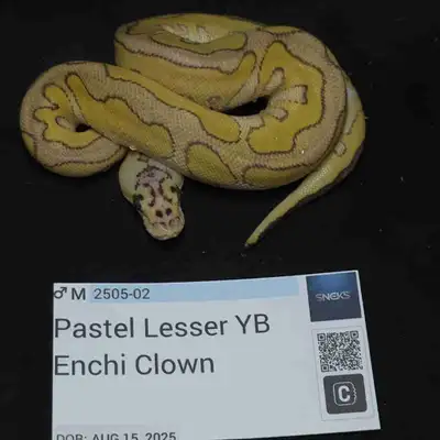 Genes are in description. Genetics are best guess pairing was Enchi yb lesser pastel clown x Pastel...
