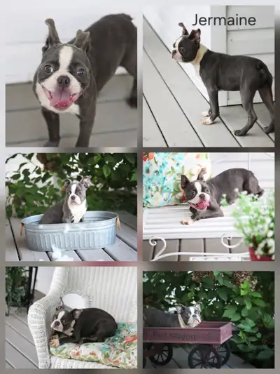 6 Beautiful Boston Terrier Puppies for sale, View more