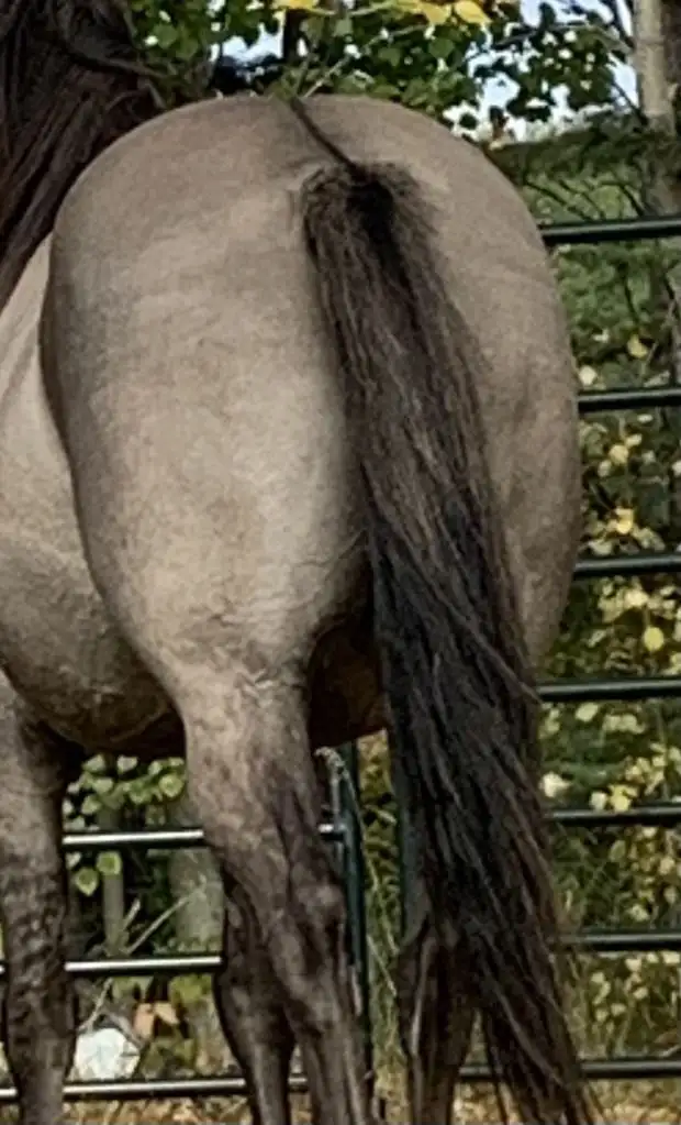 10yo APHA registered project gelding in Horses & Ponies for Rehoming in Dawson Creek - Image 2