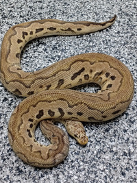 Breeder Male Ball Pythons Discount BlowOut