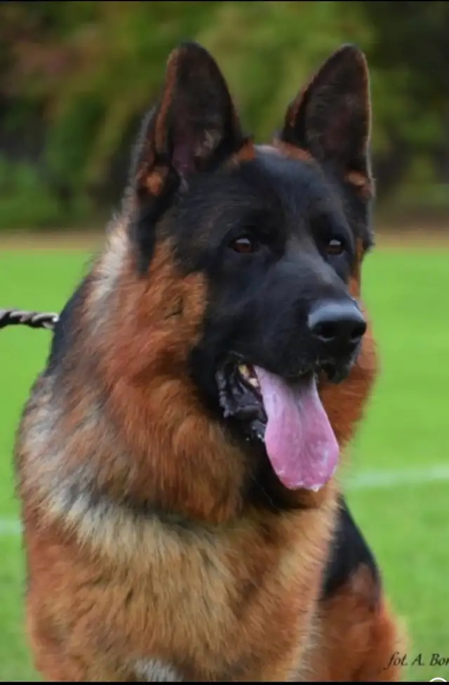 Purebred German Shepherd Puppies CKC Reg’d in Dogs & Puppies for Rehoming in Markham / York Region - Image 10