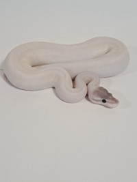 MUST SELL Ball Python Collection