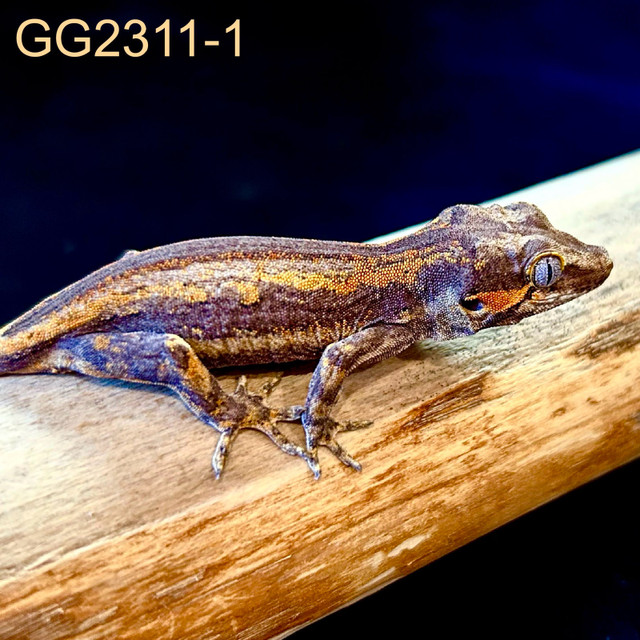 GG2311-1 Gargoyle Gecko in Reptiles & Amphibians for Rehoming in Edmonton - Image 2