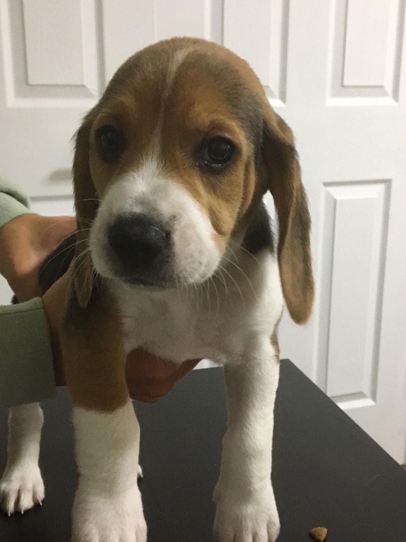 15 inch pure bred beagle puppies for sale Dogs & Puppies for Rehoming
