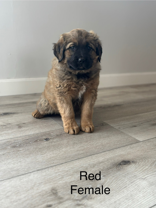 Bull Mastif- Labernese Puppies for sale!! in Dogs & Puppies for Rehoming in Calgary - Image 4