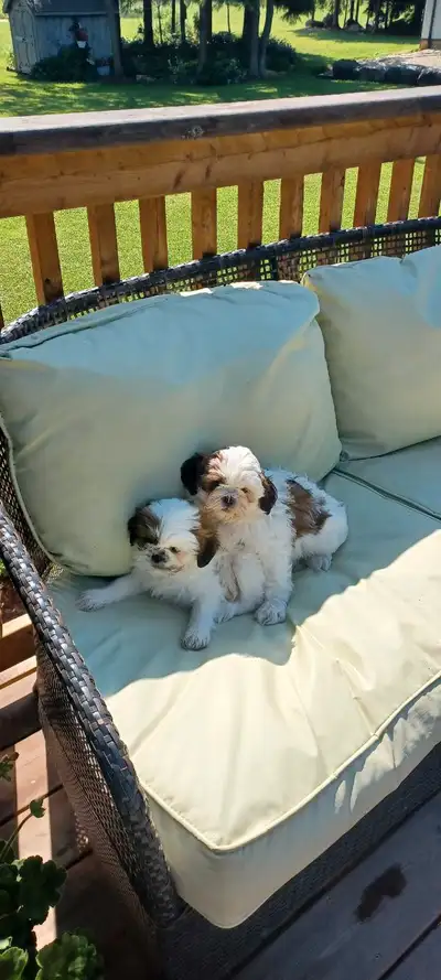 shih poo puppies, View more