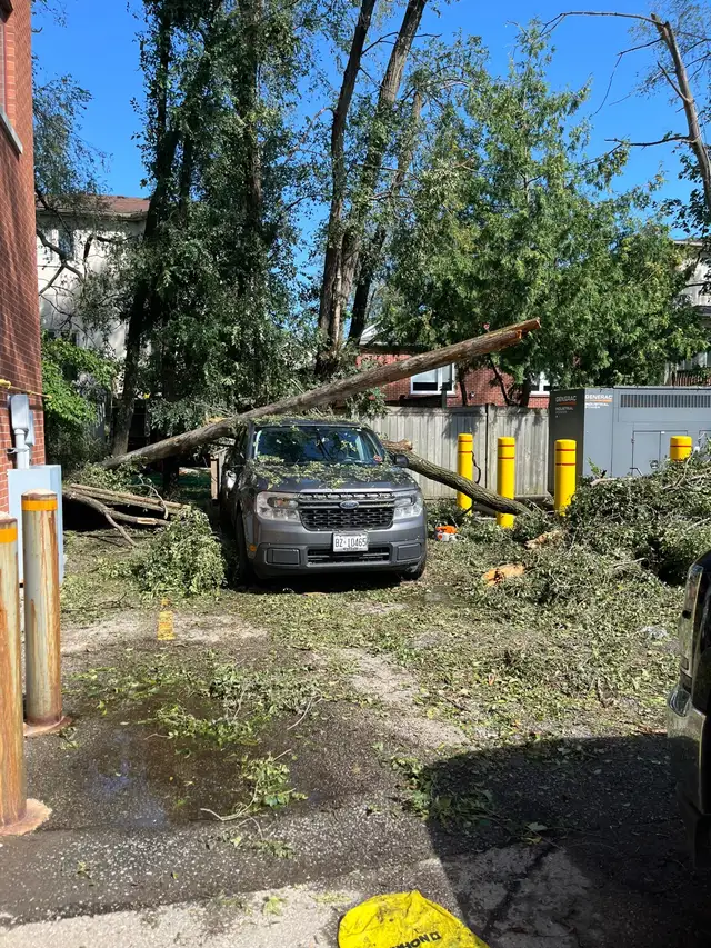 Tree Removal | Pruning | Fully Insured | (416) 206-1460 in Lawn, Tree Maintenance & Eavestrough in City of Toronto - Image 4