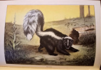 Fine Condition Antique Nature Library Animals Book by Seton!