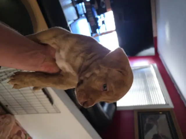 Puppies for sale! in Dogs & Puppies for Rehoming in Calgary - Image 8