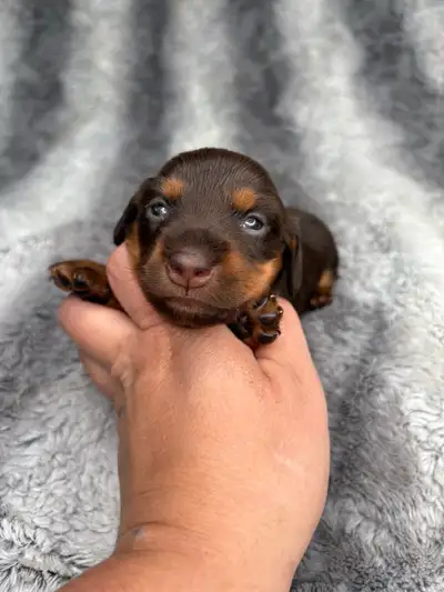 Miniature dachshund ckc registered puppies, View more