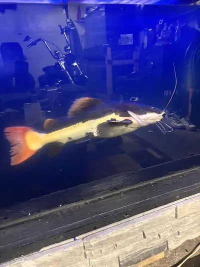  Red tail catfish for sale, View more