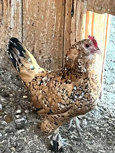 Silkie hen and Mille Fleur d’Uccle hen , View more