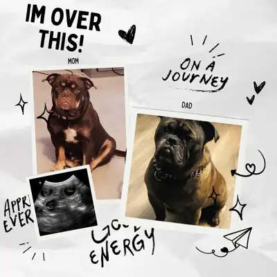 OLDE ENGLISH BULLDOGGE PUPPIES $1350, View more