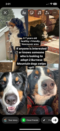 TWO Burnese Mountain Dogs REHOME