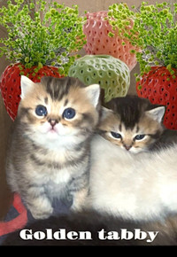 Beautiful British short hair kittens ( boys n girls )