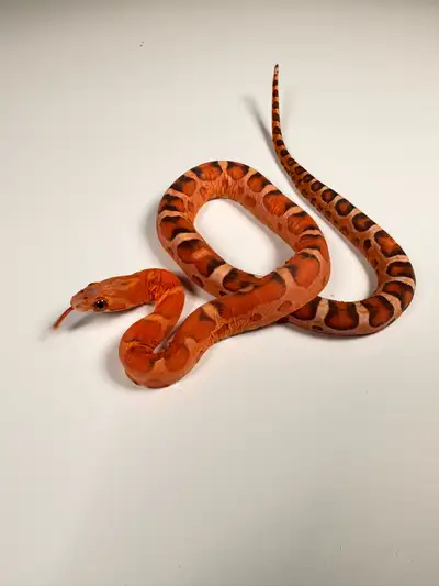 Scaleless Snakes 100% het albino Dam - scaleless Okeetee Sire - scaleless reverse Okeetee Feeding on...
