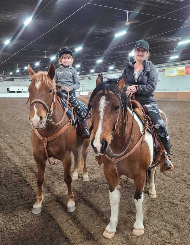 Pinto mares in Horses & Ponies for Rehoming in Lethbridge - Image 2