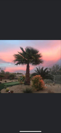 Arizona Oasis