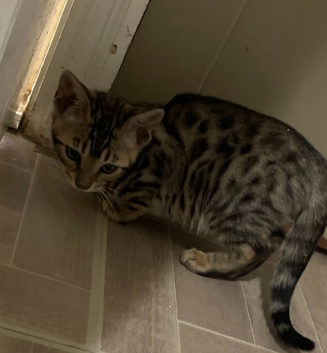 Tica registered bengal kitten READY TO GO Cats & Kittens for Rehoming