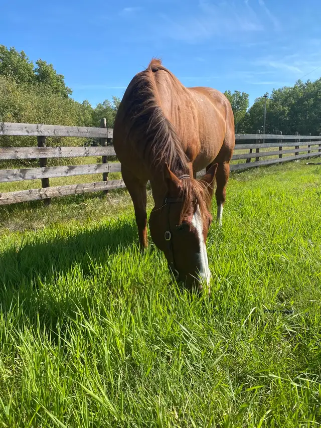 Quarter Horse  in Horses & Ponies for Rehoming in Grande Prairie - Image 4