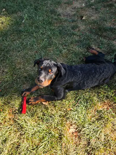 Chiot Rottweiler à vendre, View more