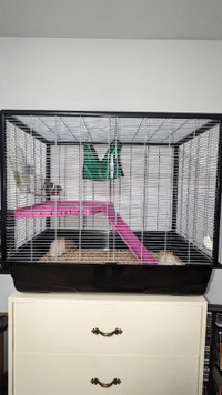 2 rats mâle et grande cage