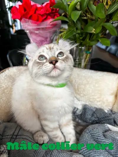 chatons Highland lynx pure race, View more