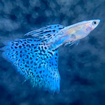 Guppies Bred with Care, View more