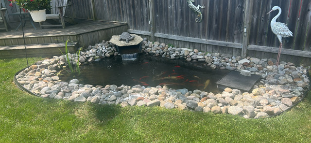 Koi pond and fish for sale in Fish for Rehoming in Chatham-Kent