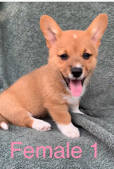 Corgi Puppies, View more