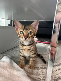 Last baby bengal for sale
