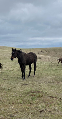 3 mares looking for a new pasture 