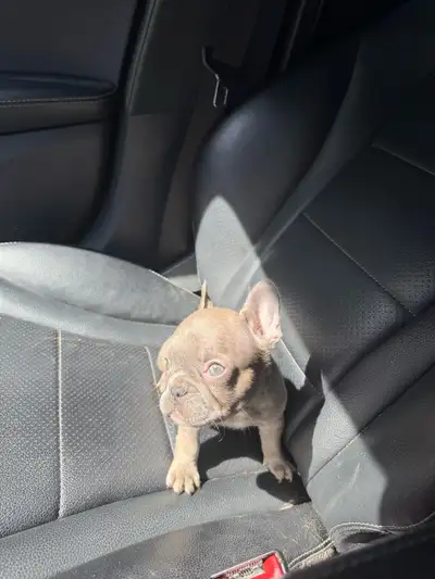We have 3 adorable French Bulldog puppies available! They’ve been dewormed and vaccinated, and they’...