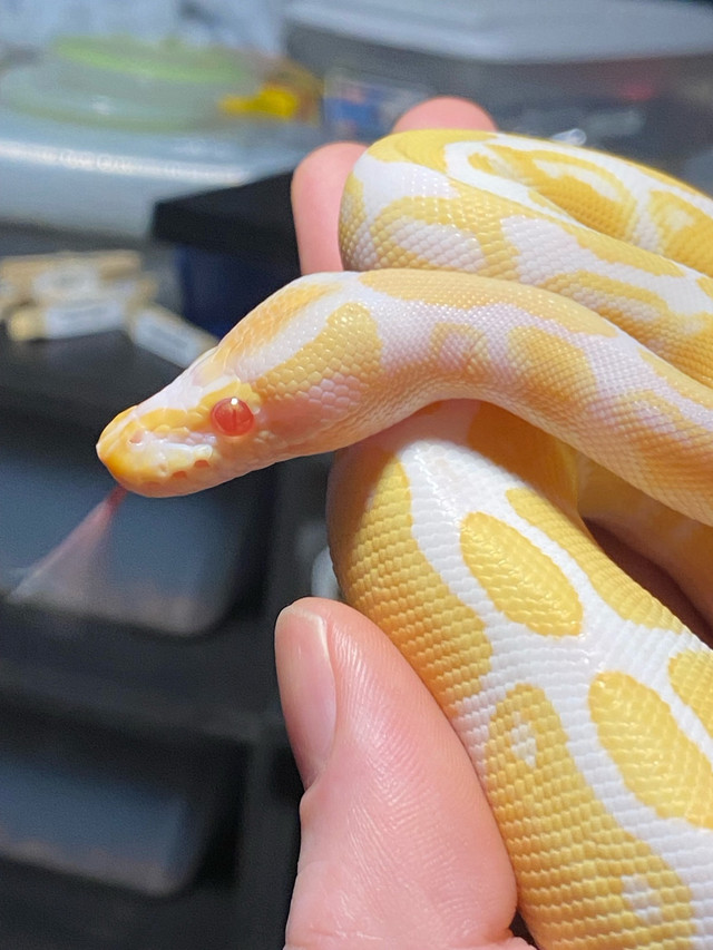 High Contrast Albino male Ball python in Reptiles & Amphibians for Rehoming in Leamington - Image 4