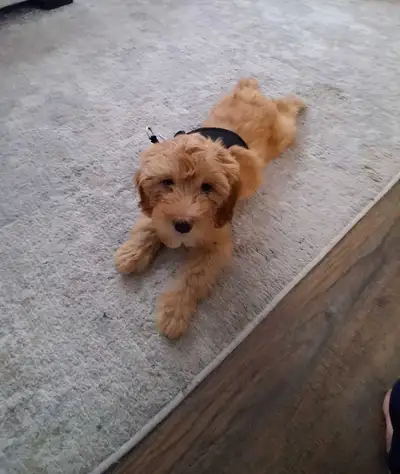 Leo Doodle Puppy, View more