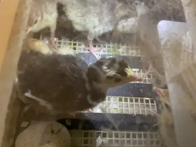 Freshly hatching turkey poults, a mixture of sweetgrass, artisan gold, mini white and large white. $...