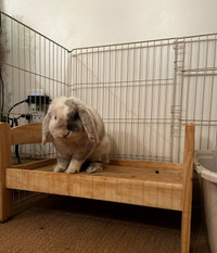 Male Holland Lop Bunny seeking forever home 