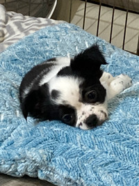 2 beautiful male chihuahua puppies 1 apple head 1200